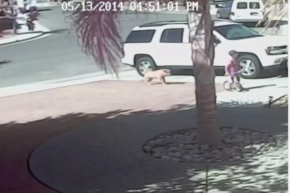 Incredible! Family Cat Saves Little Boy From Brutal Dog Attack [Video]