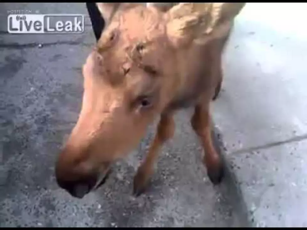 Man Saves Baby Moose..Takes It To Tim Horton&#8217;s [VIDEO]