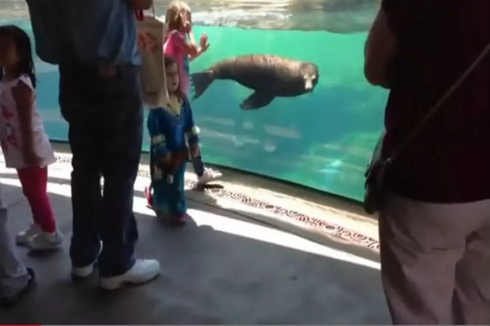 Almost Human! Sea Lion Shows Real Concern For Little Girl Who Has Tripped [Video]