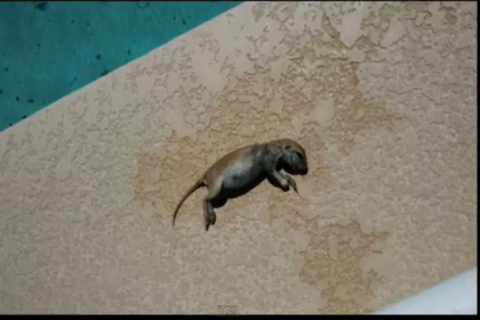 Pool Guy Saves Squirrel’s Life With CPR [Video]