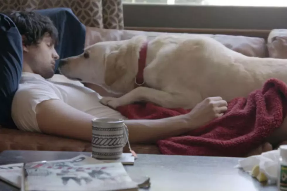 Budweiser’s New Anti-Drinking and Driving Ad is ‘Doggone’ Good [VIDEO]
