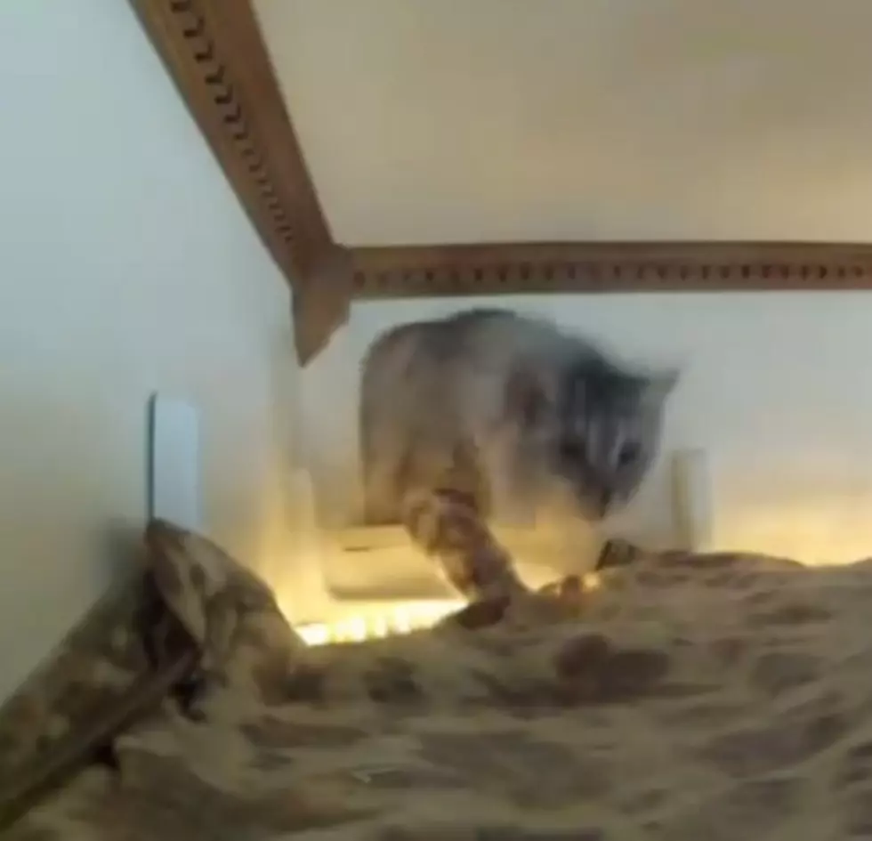 Man with Aspergers Takes 15 Years to Create Cat Maze [VIDEO]