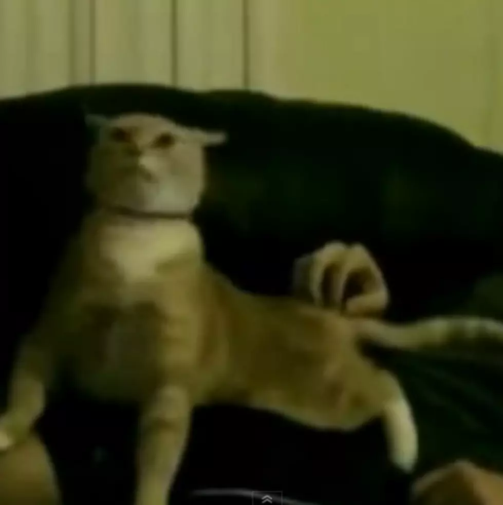 Cat Sings Opera [VIDEO]