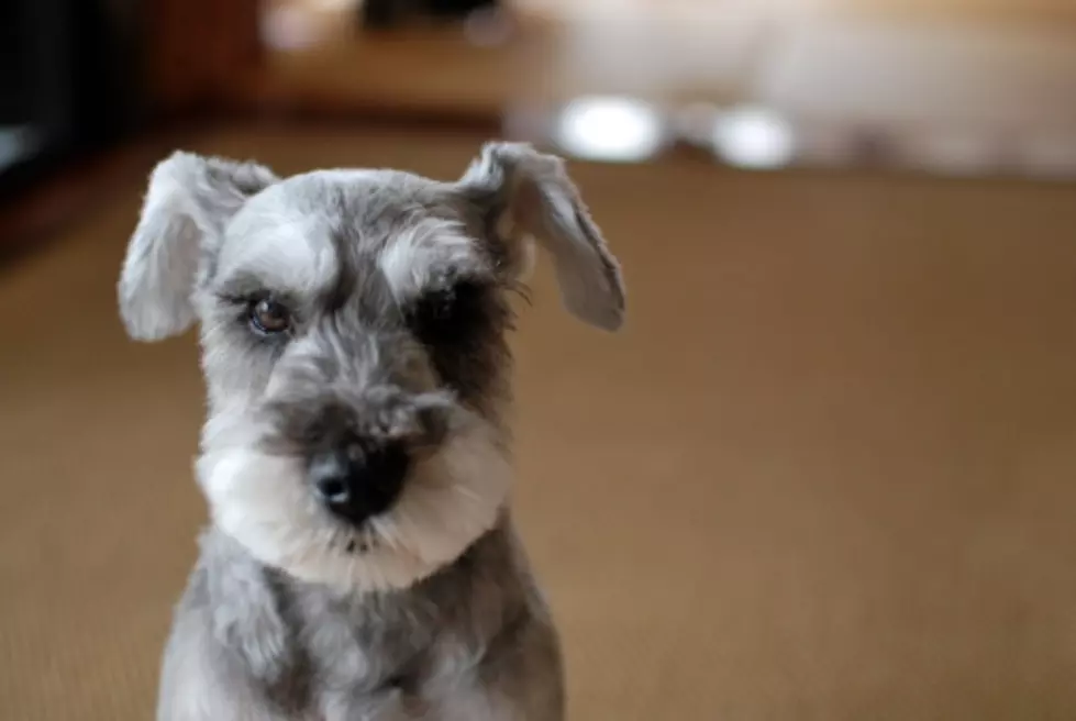 Schnauzer Faints from Excitement