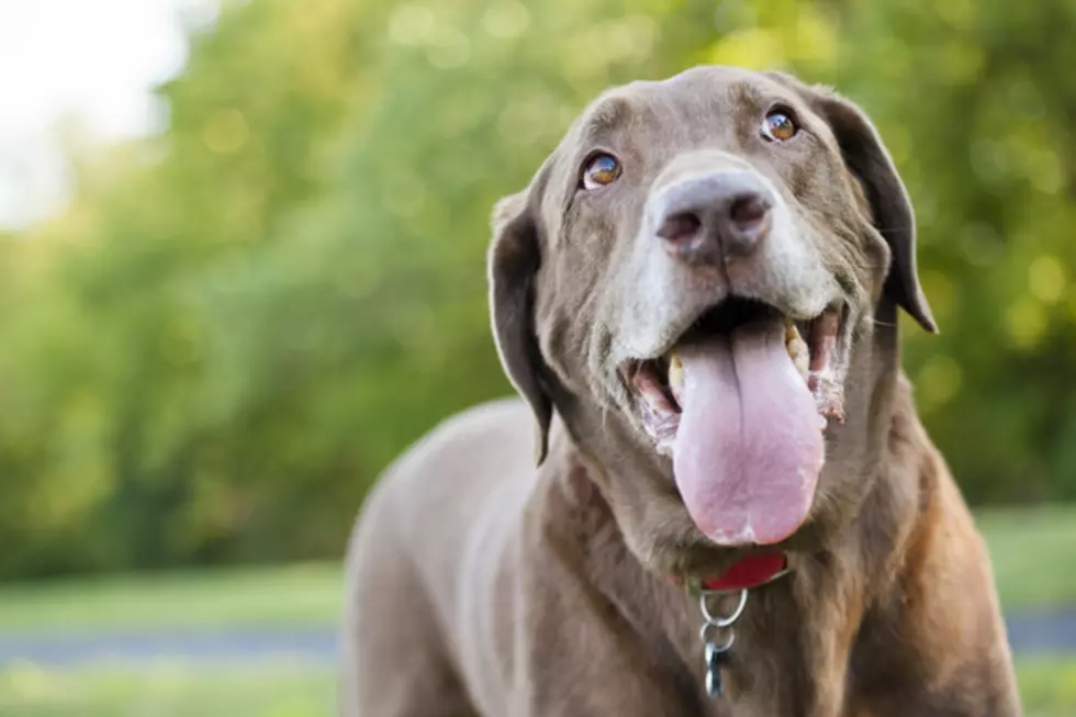 Doggie Loves Head Massage More Than Anything in the World — You’ll Love it Too [VIDEO]