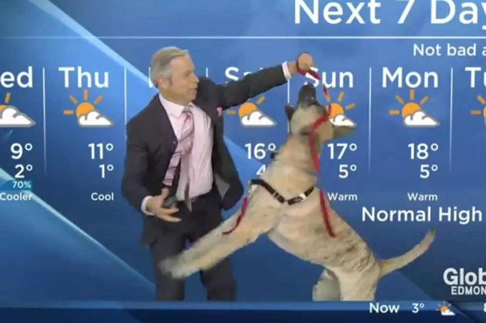 Weatherman Delivers Ruff Live Forecast With Dog [VIDEO]