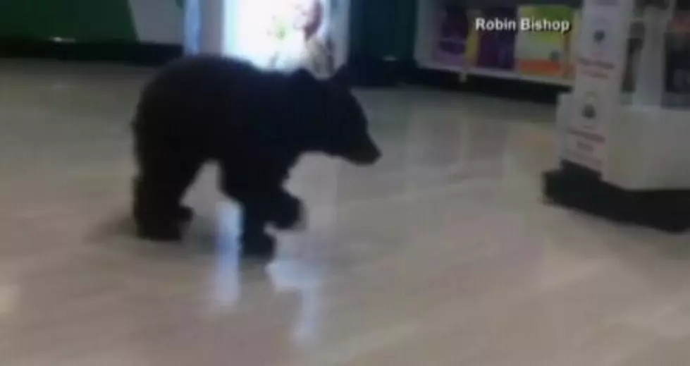 Bear Cub Wanders Into Oregon Rite Aid [VIDEO]