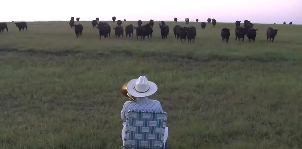 Farmer Calls Cows by Playing Lorde ‘Royals’ [VIDEO]