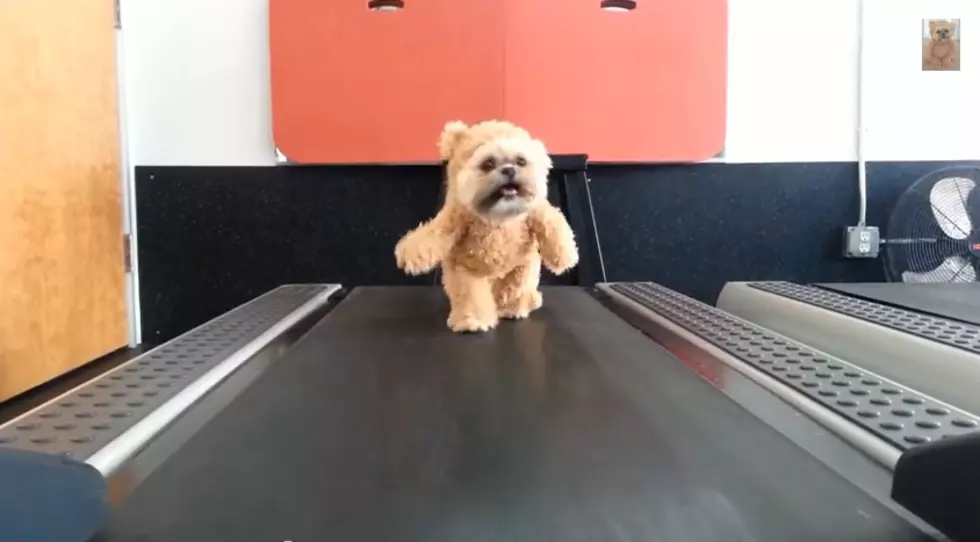 Dog Dressed as a Teddy Bear on a Treadmill [VIDEO]