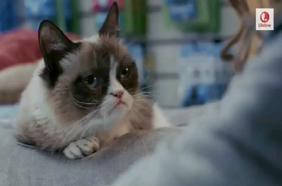 Trailer for Grumpy Cat Movie [VIDEO]