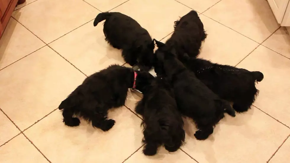 It’s a Pinwheel of Dogs! [VIDEO]