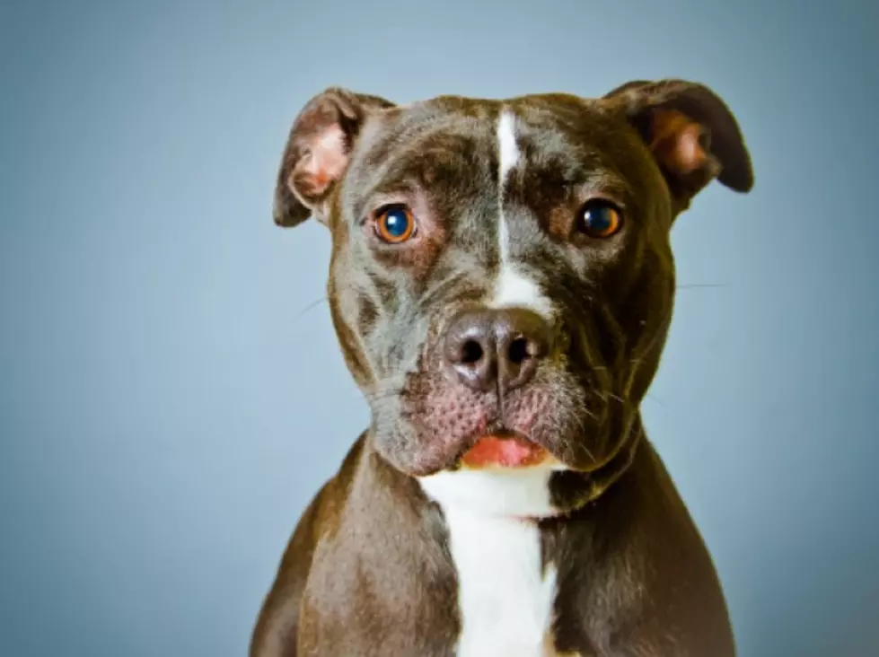 Pitbulls: Bad Breed or Bad Owners?