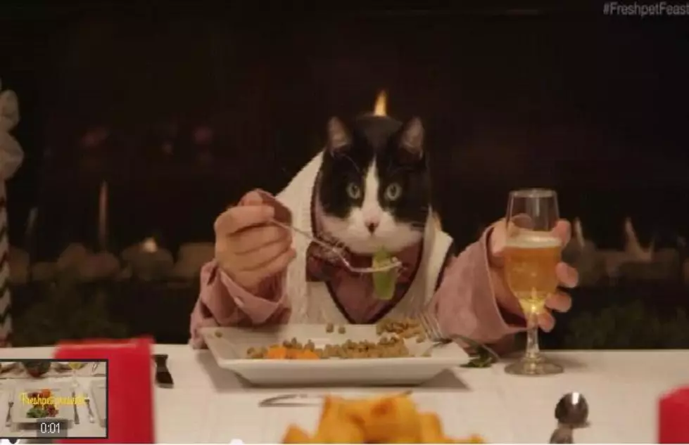 13 Dogs And 1 Cat Share A Holiday Feast [VIDEO]