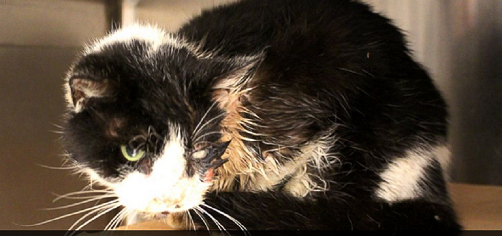 Buried Cat, Presumed Dead, Meows Back to Life [VIDEO]