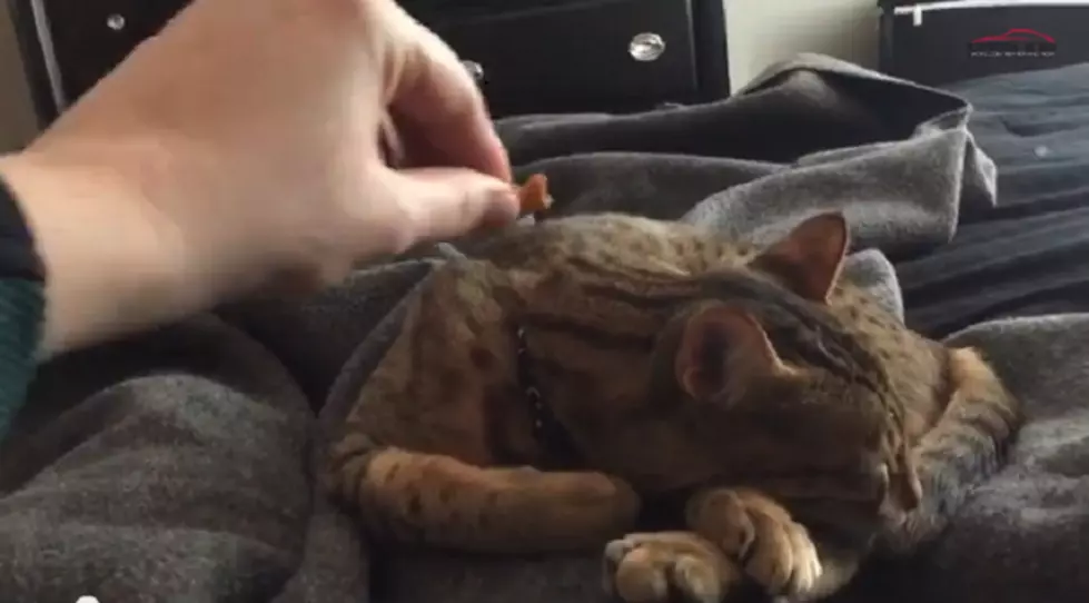 We Took The Sleeping Cat/Goldfish Challenge [VIDEO]