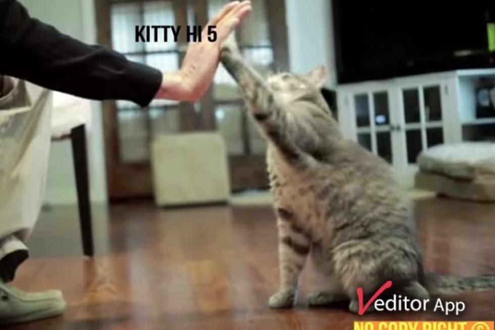 School Sing-A-Long ‘Kitty High Five’ Will Claw At The Inside Of Your Head For Days [VIDEO]