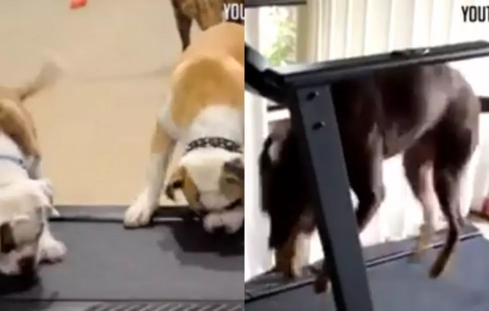 Watch Dogs On A Treadmill [VIDEO]