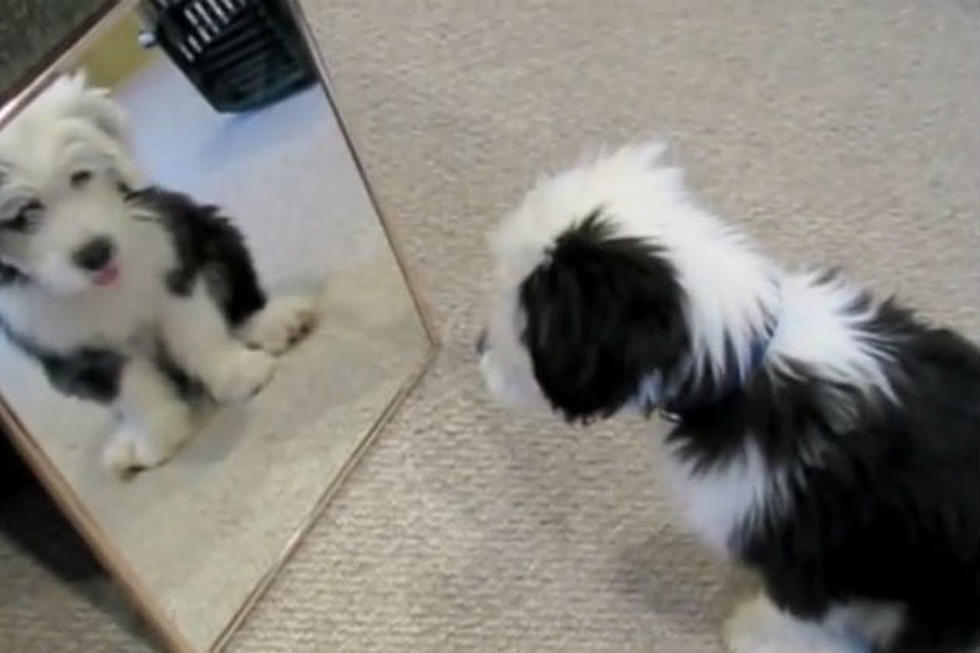 This Dog Can&#8217;t Stop Looking at Himself in the Mirror &#8212; Can You Blame Him? [VIDEO]