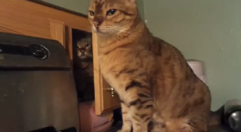 Sneak Attack From One Cat To Another [VIDEO]