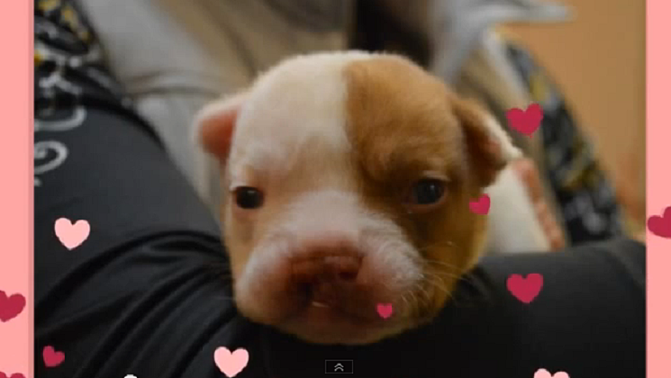 Bulldog Puppy Saved From Euthanasia Over Cleft Palate [VIDEO]
