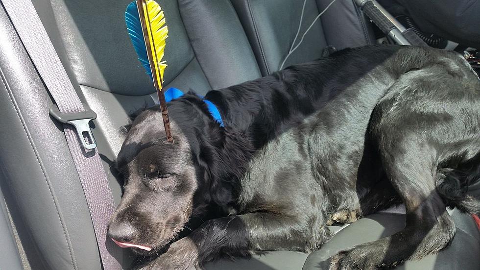 Adoption Inquiries Coming In For Lapeer Dog Shot With Crossbow [PHOTO]
