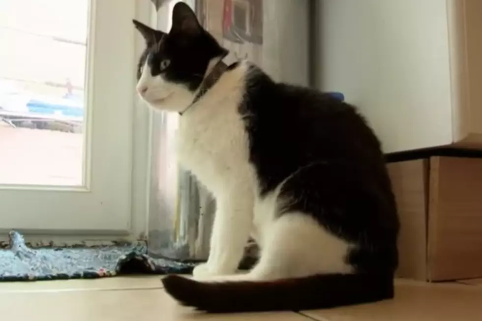 Cat Purrs Louder Than A Vacuum Cleaner, Breaks World Record [VIDEO]