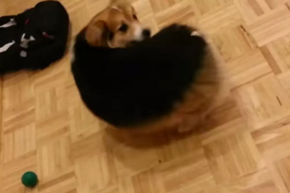 This Dog Gets a Treat Stuck on His Butt [VIDEO]