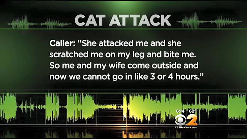 Man Calls 911 After 3-Hour Standoff With His Cat [VIDEO]