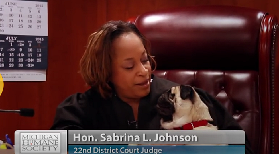 Michigan Judge Adopts Blind Pug, Brings Him to Work [VIDEO]