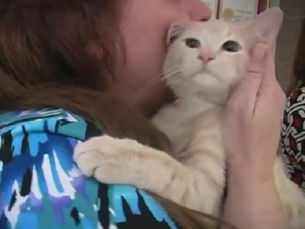 ‘Cat Library’ Lets Employees Borrow Cats At Work for the Day [VIDEO]