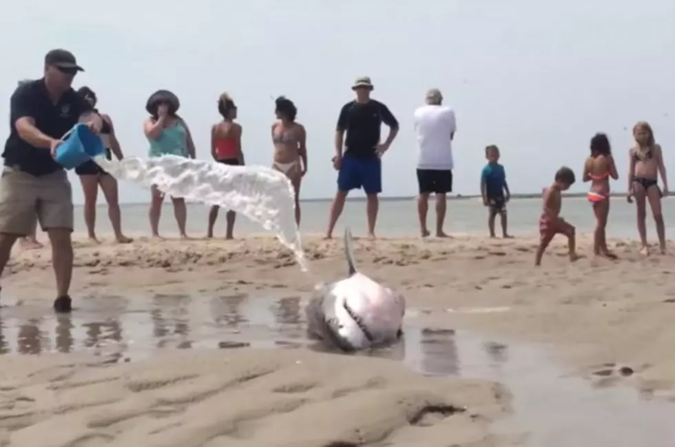 Stranded Great White Shark Rescued by Beachgoers [VIDEO]