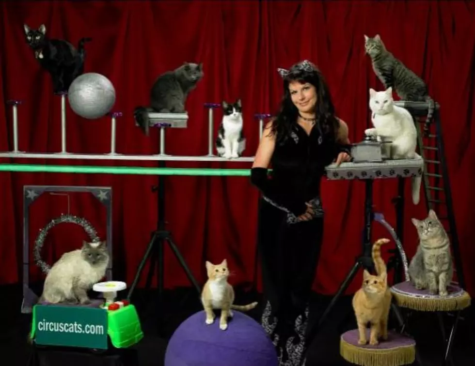 I’m Running Away to Join the Cat Circus, Which is a Real Thing