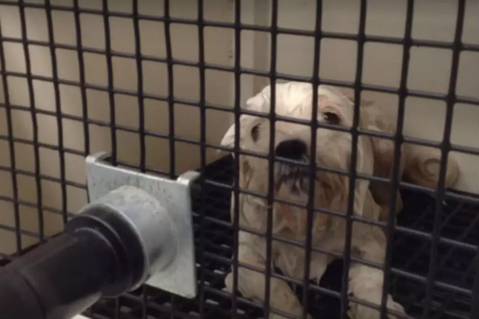 #TBT: Dog That Talks Like Betty White is as Adorable as the Real Betty White [VIDEO]