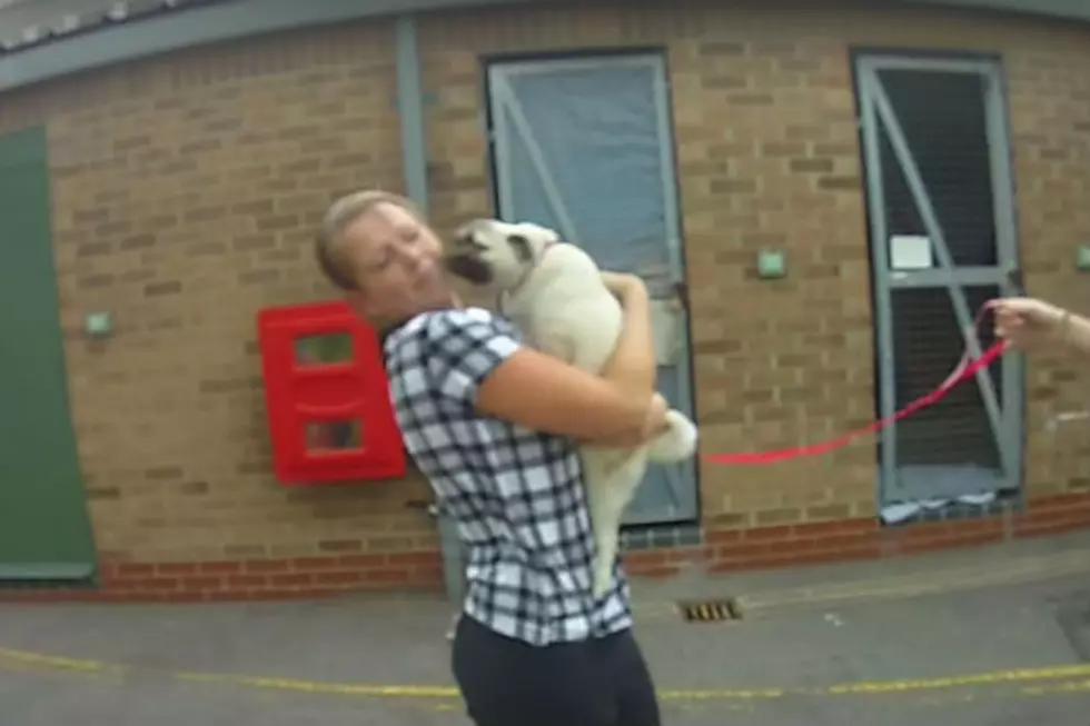 It&#8217;s a &#8216;Pug-Hug Fest&#8217; When Stolen Dog is Reunited With Its Owner [VIDEO]