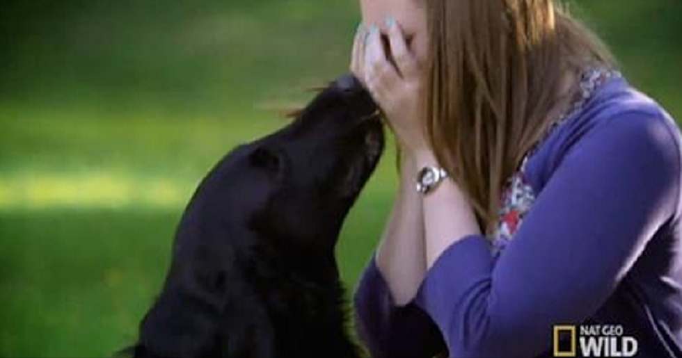 Experiment Proves that Dogs Have Natural Empathy for Sad Humans [VIDEO]