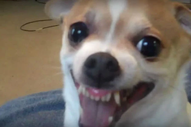 Dog Goes from Adorable to Evil