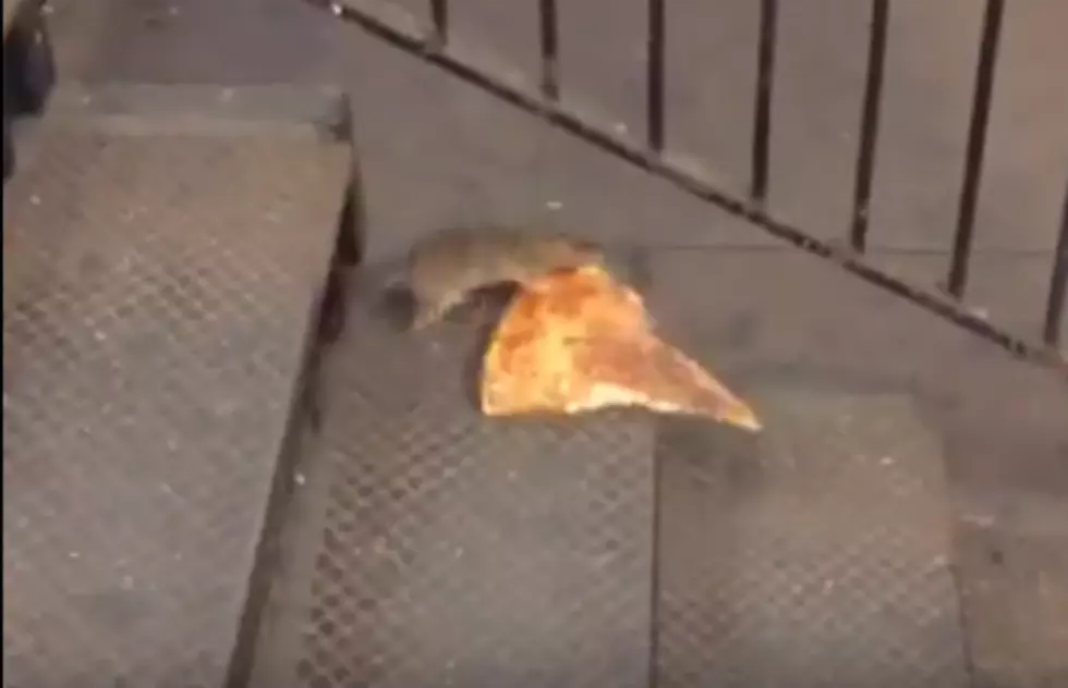 This NY City Rat Doesn’t Need Any Help Bringing Home the Pizza [VIDEO]