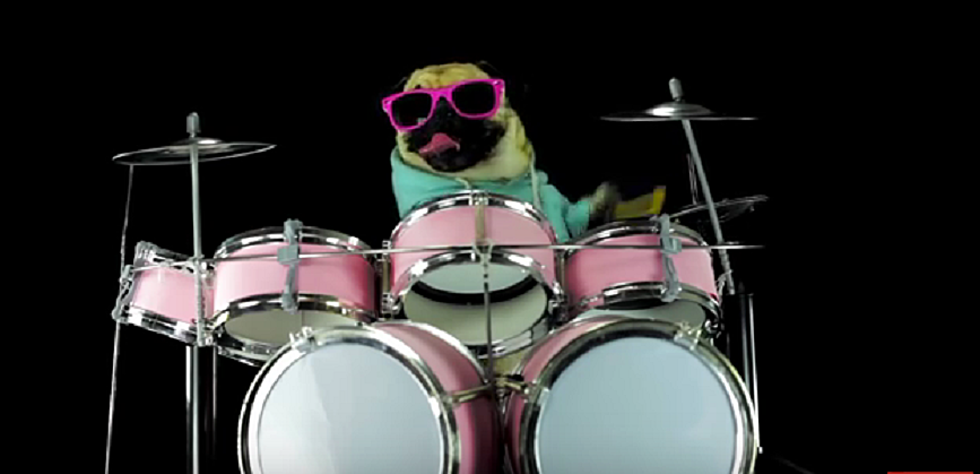 Just A Pug Playing Drums for Metallica ‘Enter Sandman’ [VIDEO]