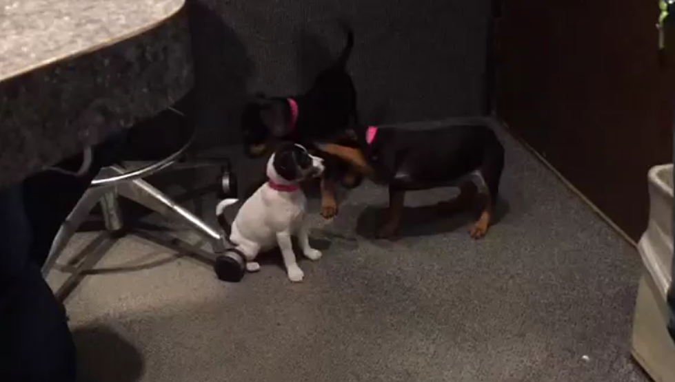 AJ’s Animals, Episode 6: Four Puppies in the Studio! [VIDEO]