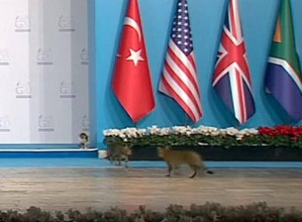 Invasion of the G-20 Summit by Some Cool Cats [VIDEO]