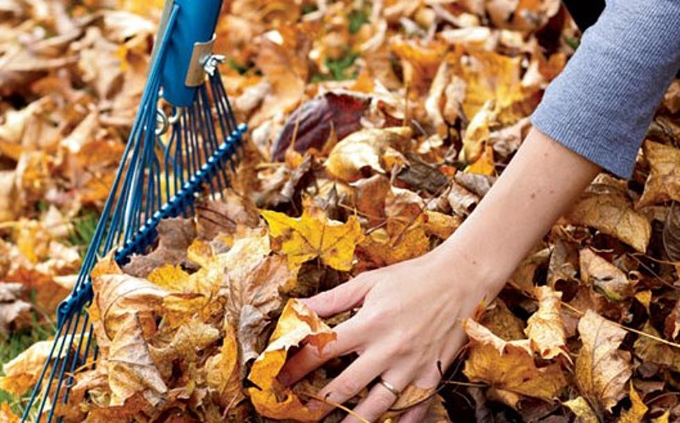 Don’t Rake Your Leaves! Here Comes The Science