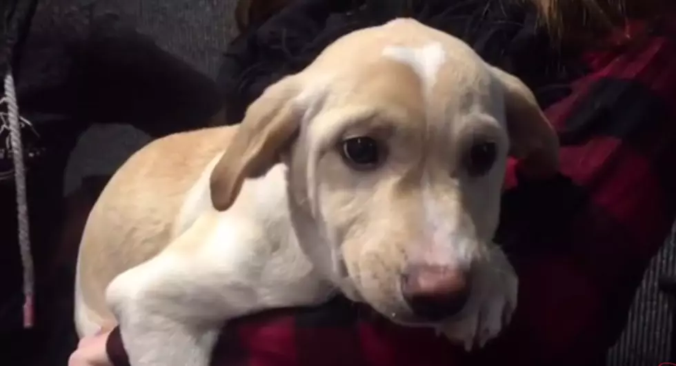 Woman Learns Dog is Alive Five Months After Vet Says He Was Put Down [VIDEO]