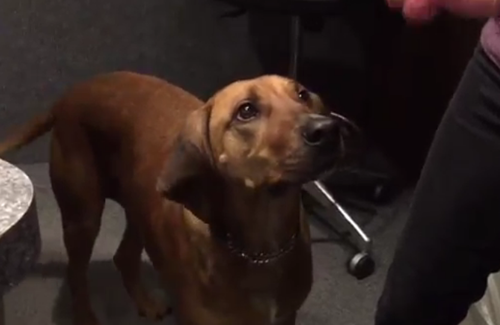 Meet Grizzly! AJ’s Animals for Monday, December 7th, 2015 [VIDEO]