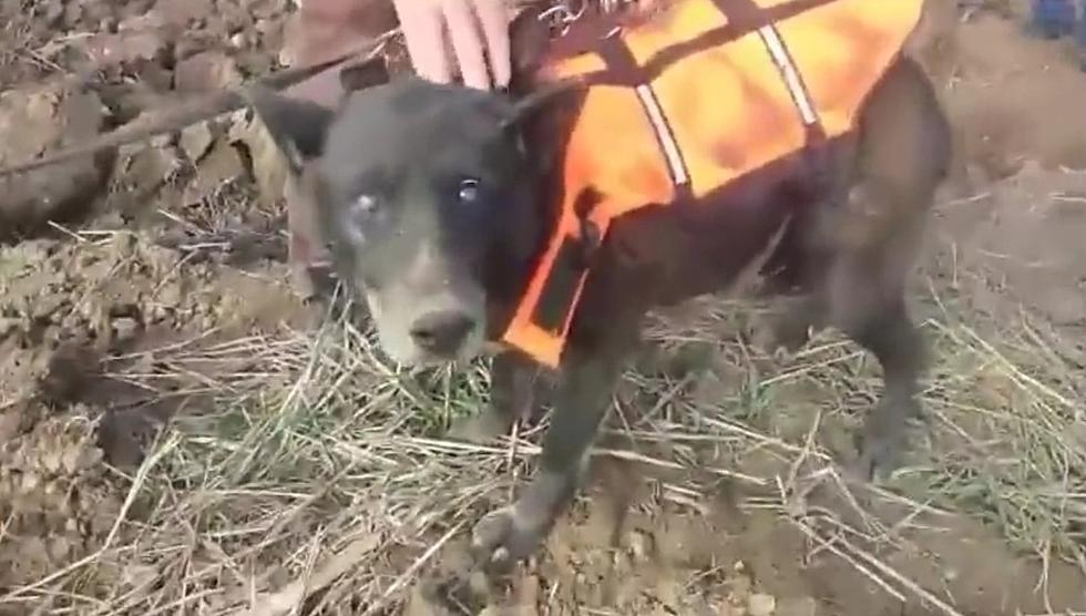 The Good News: Blind Dog Named ‘Christmas’ Rescued from Well [VIDEO]