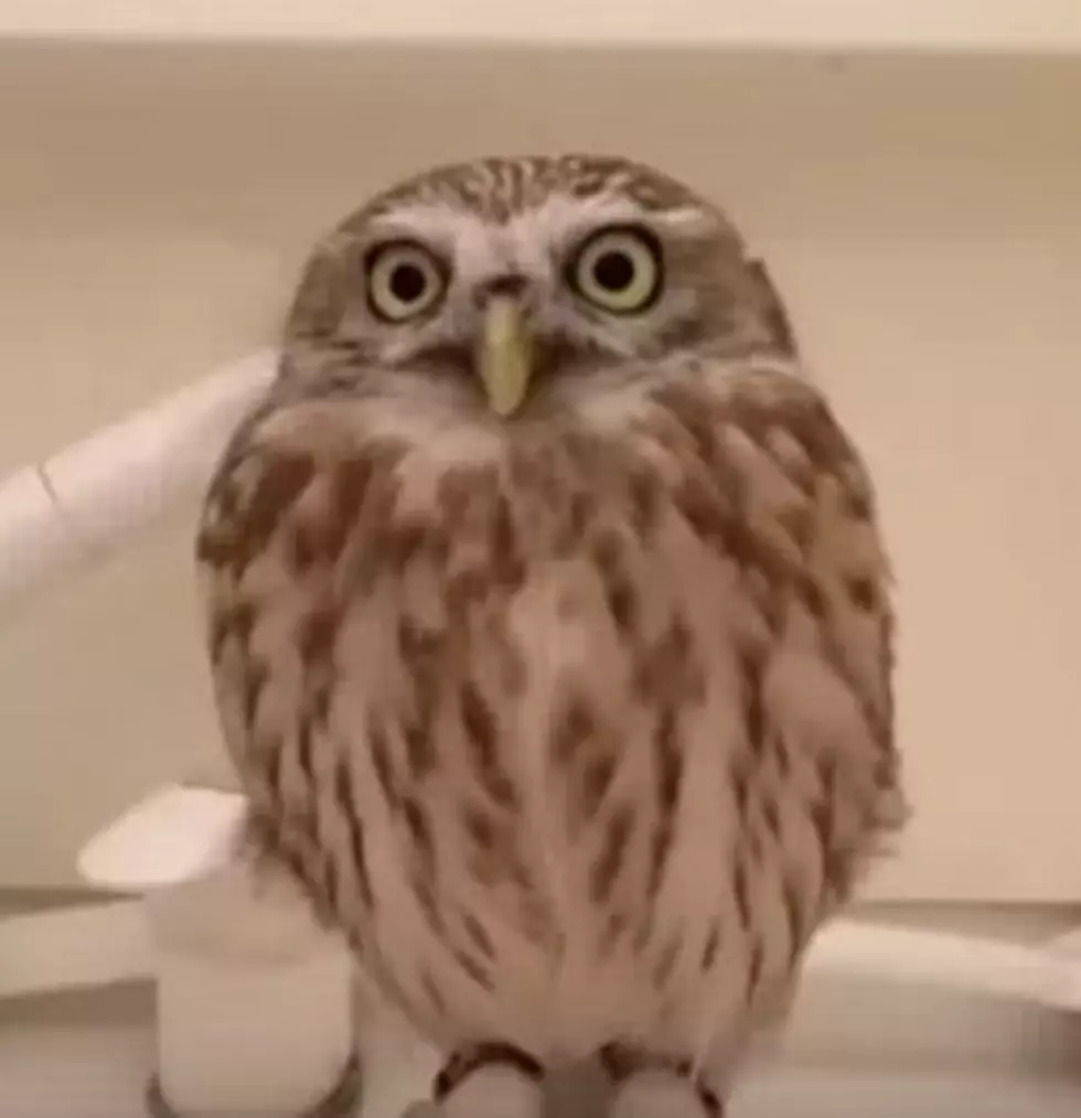 Owl Gets in the Holiday Spirit, You Can’t Stop Looping [VIDEO]