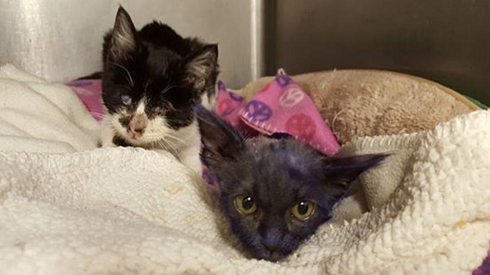 The Good News: Purple Kitten Makes Friends With Blind Rescue Cat [VIDEO]