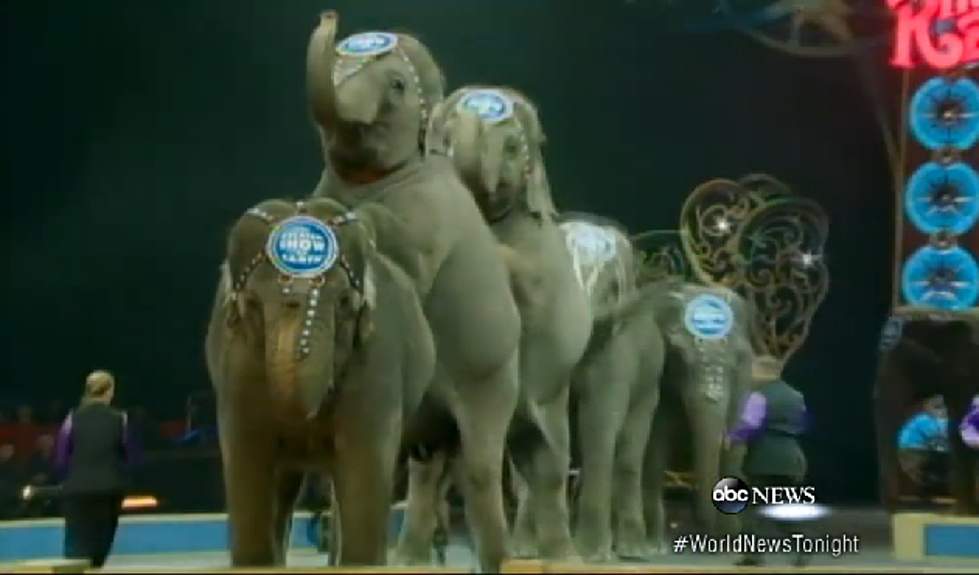 Circus Elephants Set to Retire Ahead of Schedule [VIDEO]