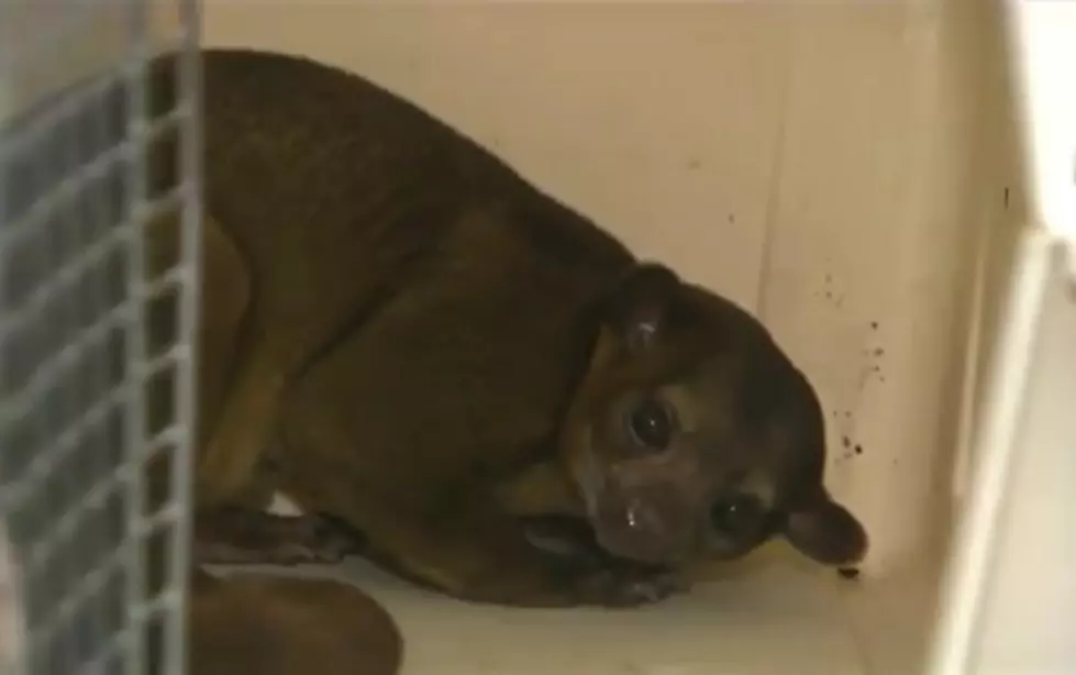 99-Year-Old Woman Wakes Up with Kinkajou in Her Bed [VIDEO]