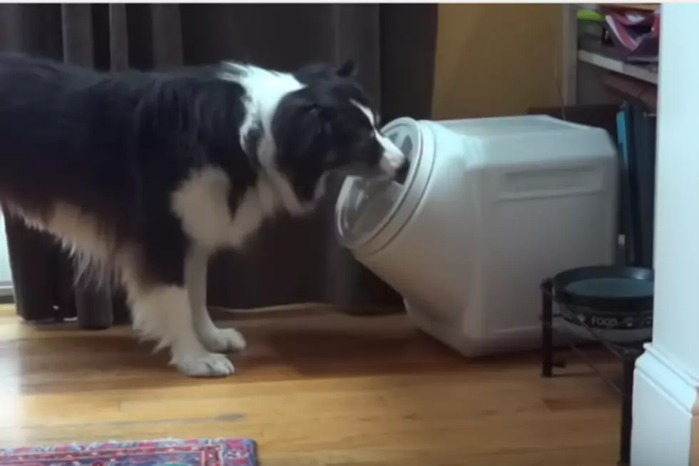 Dog Shows How Easy it is to Open a Dog-Proof Container [VIDEO]