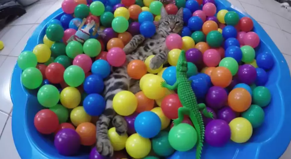 Just a Cat, Having a Blast in a Ball Pit [VIDEO]